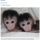 Illustration for article titled Bioengineered monkeys with human genetic diseases have almost arrived